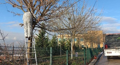 Dilovası Devlet Hastanesi'nde Ağaç Budama ve Çevre Düzenlemesi Yapıldı