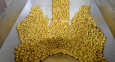 Sofralık zeytin ihracatında 255 milyon dolarlık tarihi rekor 