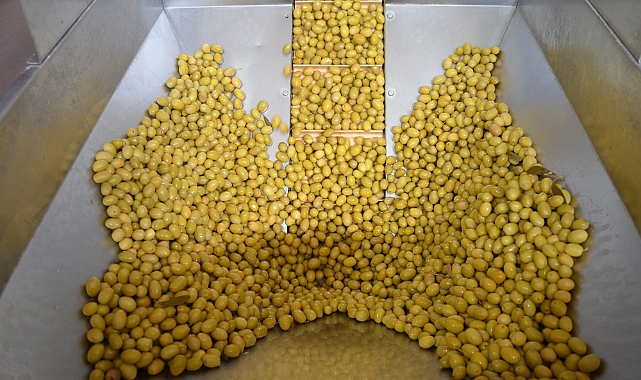 Sofralık zeytin ihracatında 255 milyon dolarlık tarihi rekor