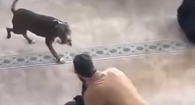 Çayırova’da Camide Bulunan Pitbull Kontrol Altına Alındı